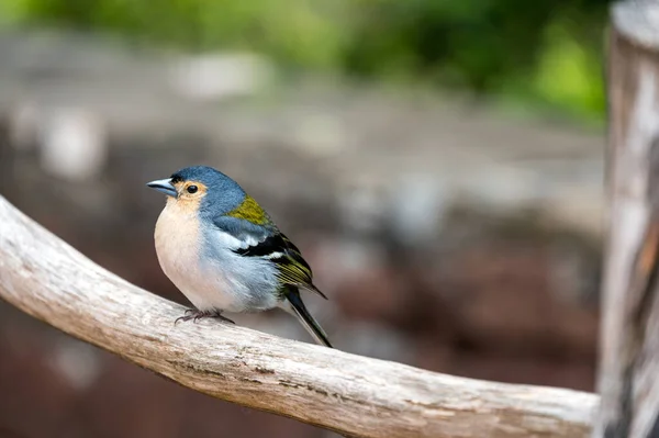 Ένα χαριτωμένο Madeiran chaffinch Fringilla coelebs maderensis κάθεται. — Φωτογραφία Αρχείου