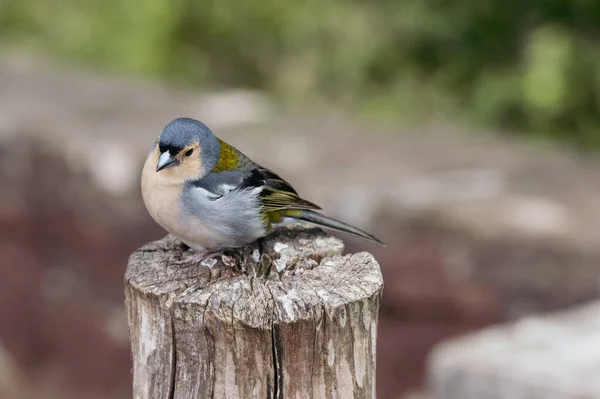 A cute Madeiran chaffinch Fringilla coelebs maderensis sitting. — Stock Photo, Image