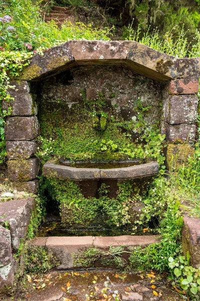 Moss covered water fountain in jungle forest. — 图库照片