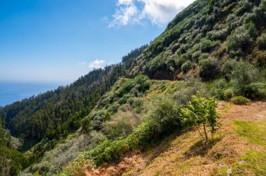 Spectacular forest panorama with slopes running all the way into the sea.