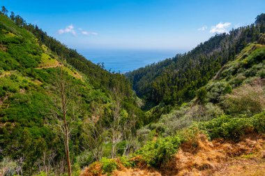 Spectacular forest panorama with slopes running all the way into the sea.