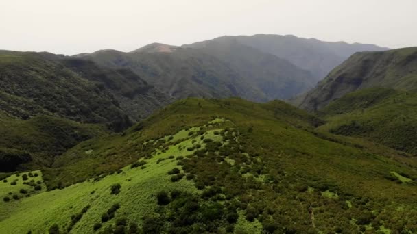 Nádherné letecké záběry zelených kapradin pokrytých horami. — Stock video