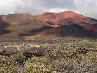 Lanzarote 'nin batısındaki manzara öğleden sonra Timanfaya dağlarını gösteriyor. Ön planda çiçek açan parmak çalıları ve tütün ağaçları olan bir ova var..