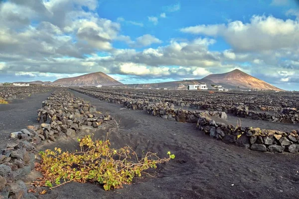 Paisaje Típico Lanzarote Una Isla Volcánica Las Islas Canarias Amplias — Foto de Stock