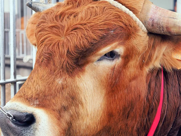 Close-up face of a brown young bull with curly forehead hair, chain in the nose, rope around the horns.