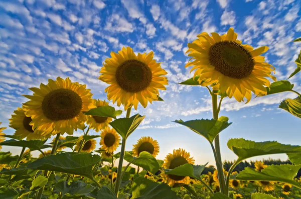 Zonnebloem — Stockfoto