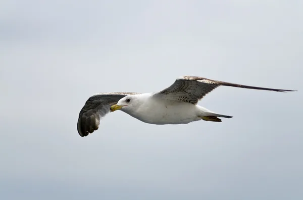 Mouette volant — Photo