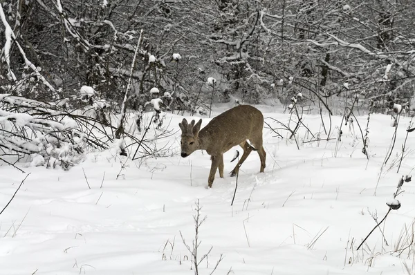 Roebuck in winter — Stock Photo, Image