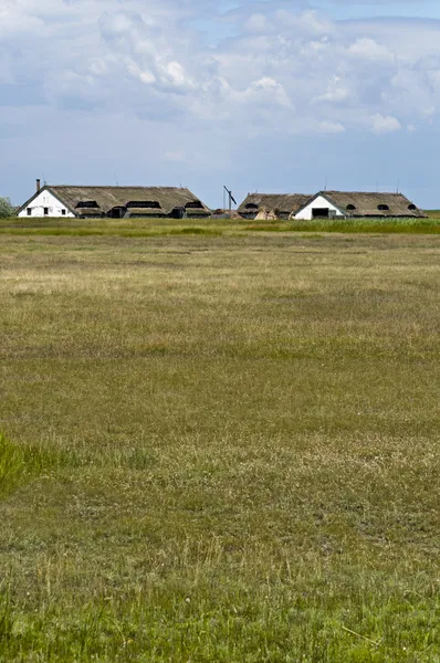 Äng på Hortobágy — Stockfoto