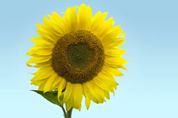 Sunflower head — Stock Photo, Image