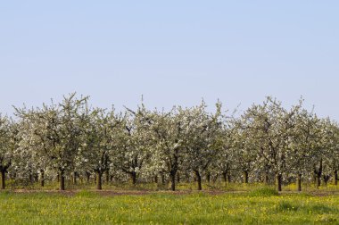 çok çiçekli vişne Bahçesi