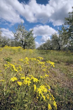 Vişne Bahçesi satırları ile çiçek çiçeklenme