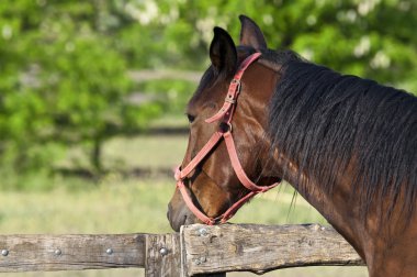 at çiftliği far arıyorum