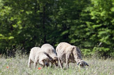 koyun ve kuzu çayır üzerinde