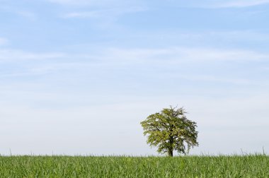 büyük gökyüzü yatay yalnız ağacı