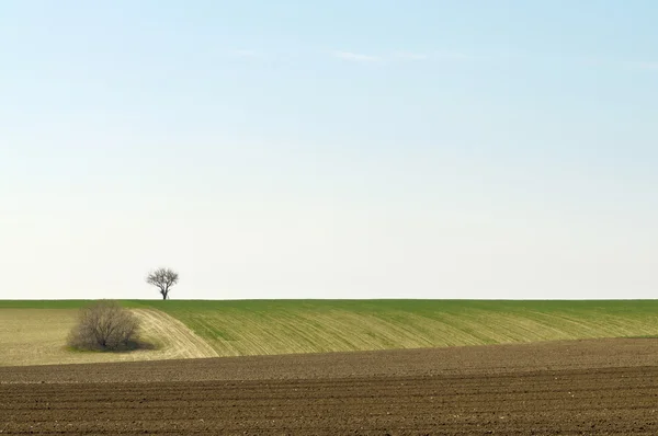 Cultivated landscape with a tree on horizon left — Stock Photo, Image