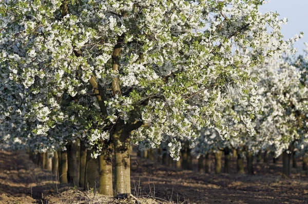 Flowering sour cherry orchard trunks — Stock Photo, Image