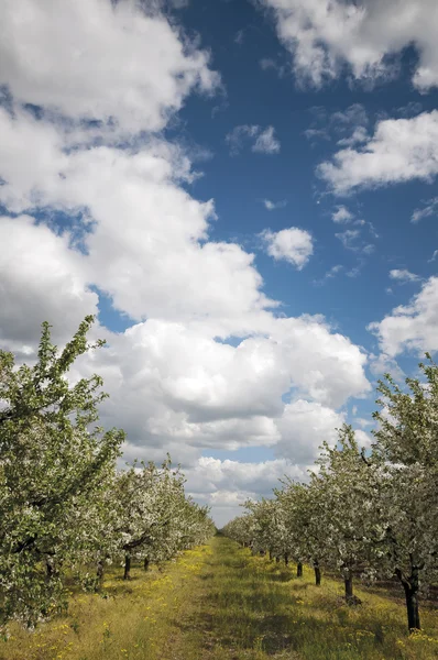 Flowering sour cherry orchard straight lines — Stock Photo, Image