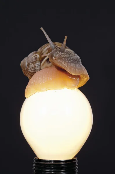 Caracol en la parte superior de la lámpara — Foto de Stock