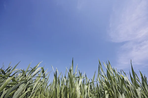 El grano sube al cielo —  Fotos de Stock