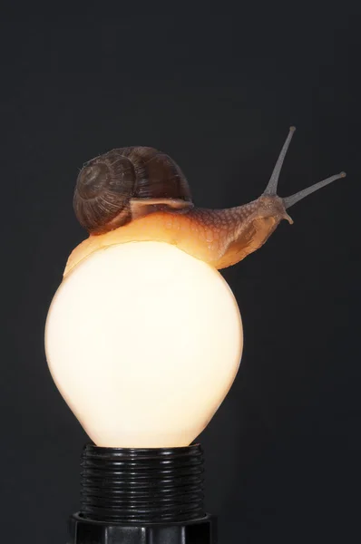 ランプを見て上のカタツムリ — ストック写真