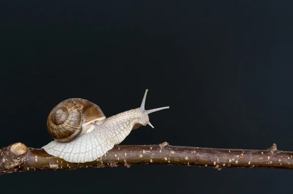 Caracol en la rama arrastrándose — Foto de Stock