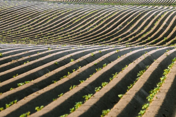 Líneas rectas de papas sucias con olas — Foto de Stock