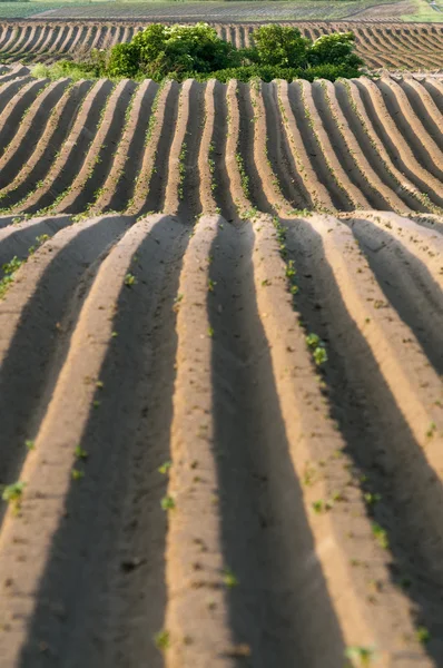 Linee dritte di patate sporche con cespugli — Foto Stock