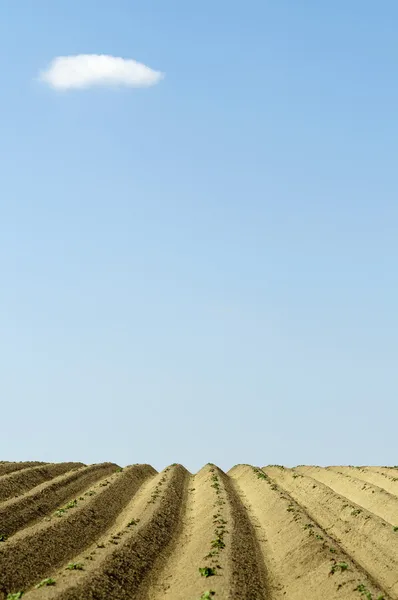 Rovný špína brambor řádky s malý mrak — Stock fotografie