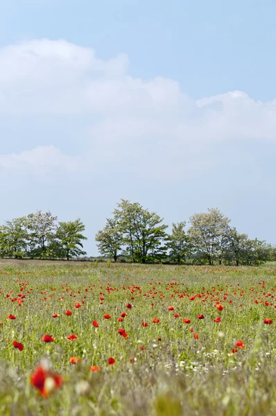 Papaveri sul teleobiettivo prato — Foto Stock