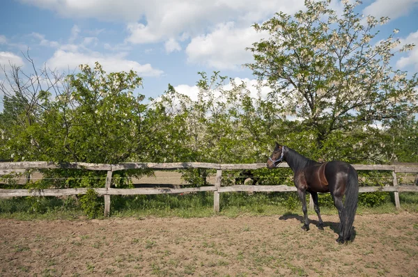 Häst på gården idillyc — Stockfoto