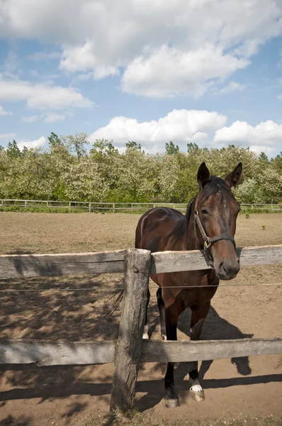 Paard op de boerderij nieuwsgierigheid — Stockfoto