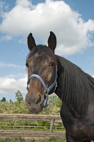 Cavallo in fattoria ritratto chiudi — Foto Stock