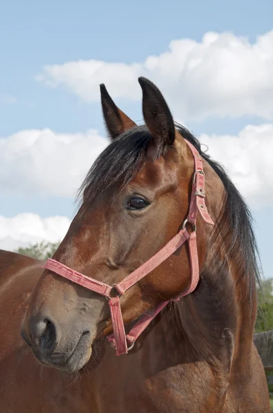 Hest på gården portræt fuld - Stock-foto