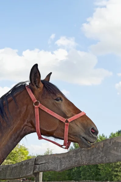Kuda di pertanian potret dengan langit yang besar — Stok Foto