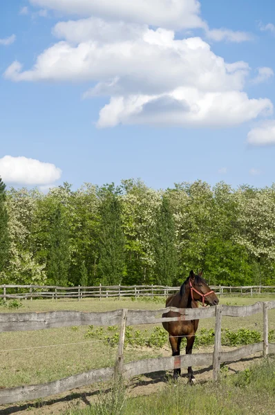 Caballo en la granja con árboles — Foto de Stock