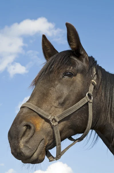 Caballo en la granja cerca retrato cielo fondo —  Fotos de Stock