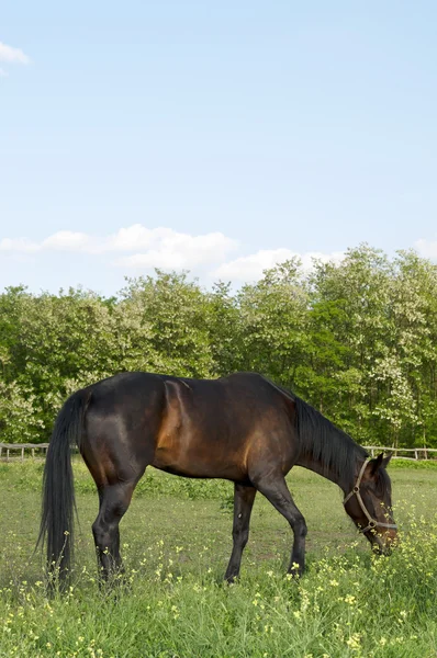 Paard op de boerderij grazen — Stockfoto