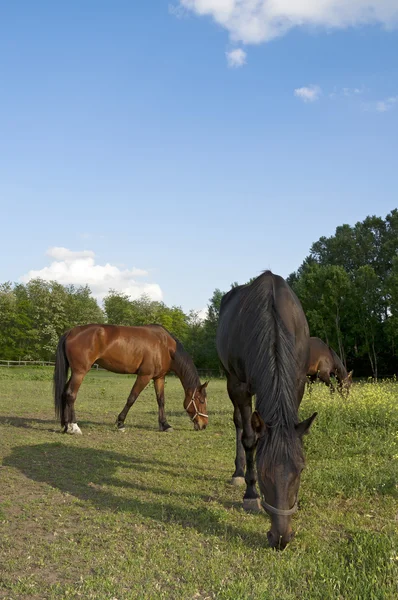 Three horses on the farm grazing — Stock Photo, Image