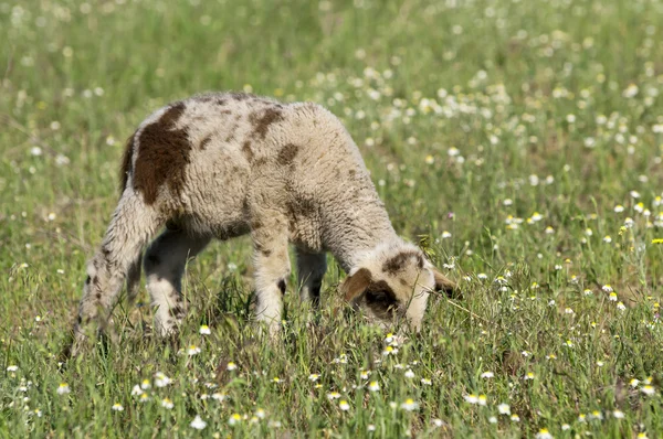 Lamm på ängen med blommor — Stockfoto