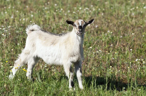 Neugierige Ziege auf der Wiese — Stockfoto