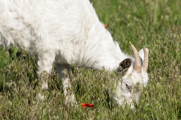 Goat on the meadow grazing — Stock Photo, Image