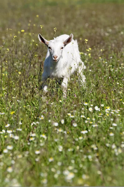 Capra bianca sul prato — Foto Stock