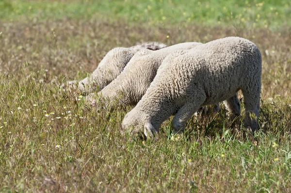 Rolig tre lamm — Stockfoto