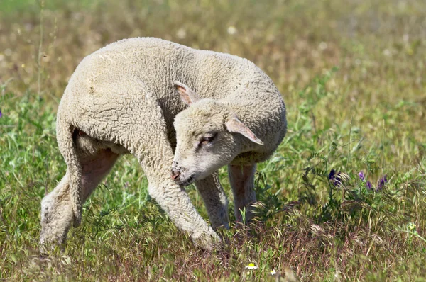 Niedliches Lamm auf der Wiese — Stockfoto