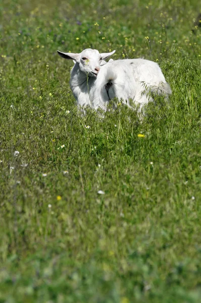 Bílá koza na louce sám — Stock fotografie