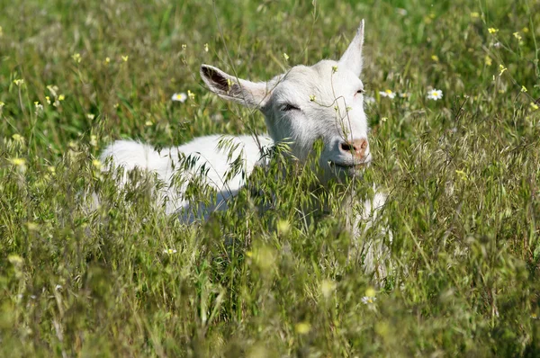 Weiße Ziege auf der Wiese liegend — Stockfoto