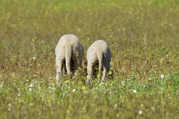 Dois cordeiros engraçados cauda no prado — Fotografia de Stock
