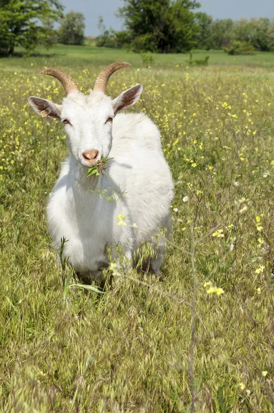 Legrační bílých koz pasoucí se na louce — Stock fotografie