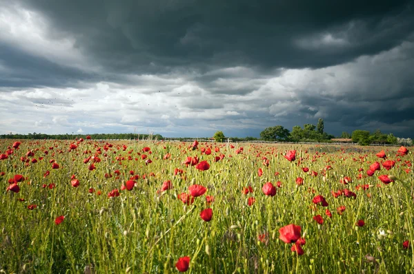 水平方向の嵐で日当たりの良いポピー草原 — ストック写真